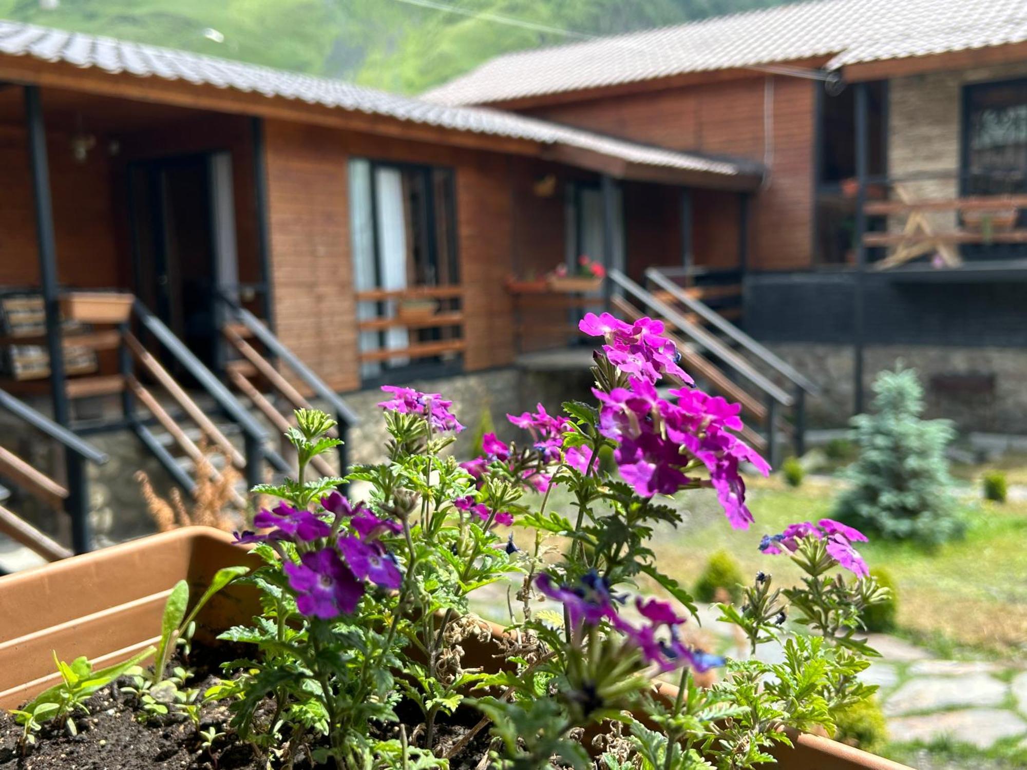 Panorama Cottages Kazbegi Ngoại thất bức ảnh